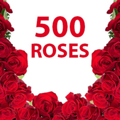 500 Beautiful Red Roses