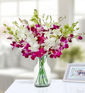 Elegant Purple & White Orchids